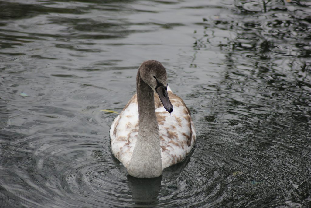 Swan